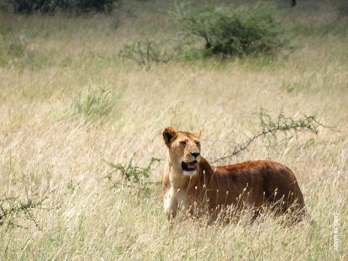 Lioness standing in tall dry grass with her mouth open