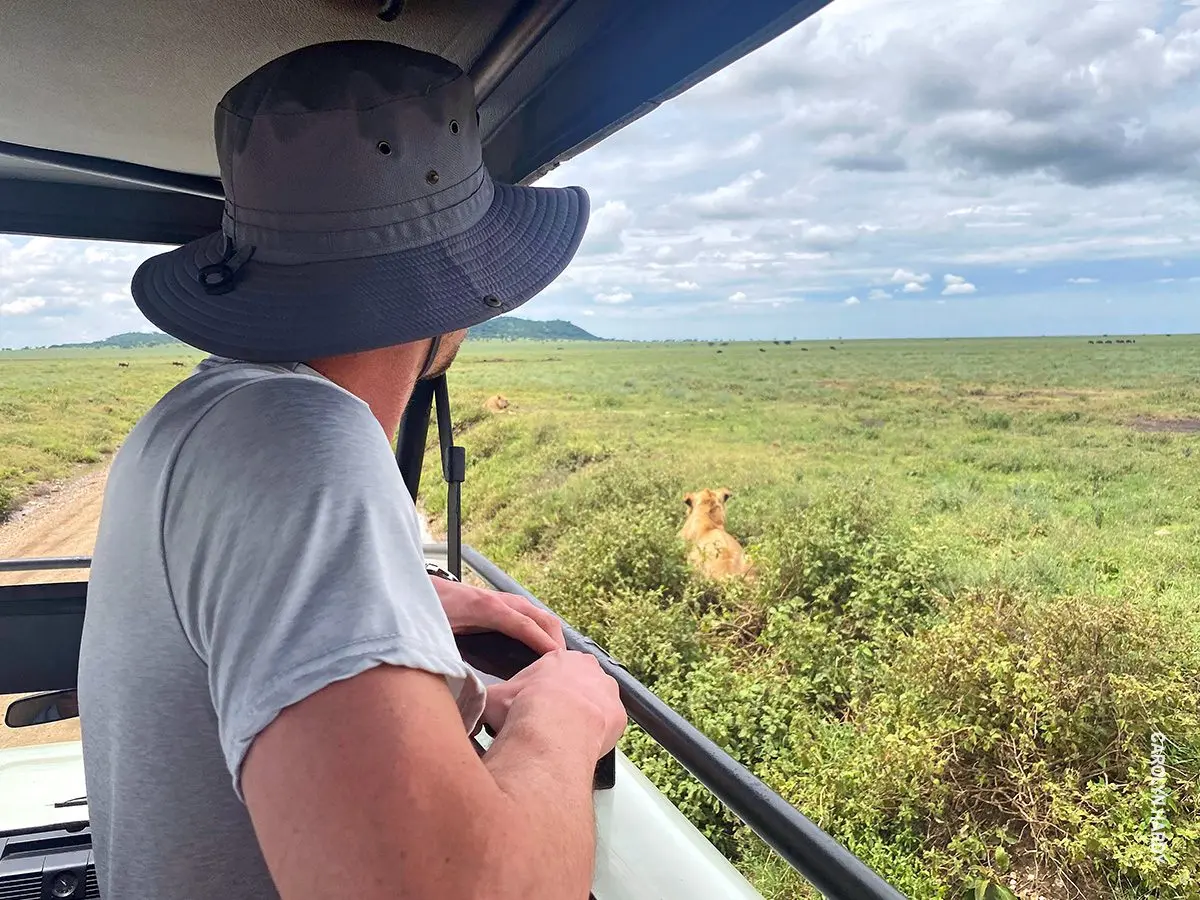 Guest in a safari vehicle watching a lion in the grass