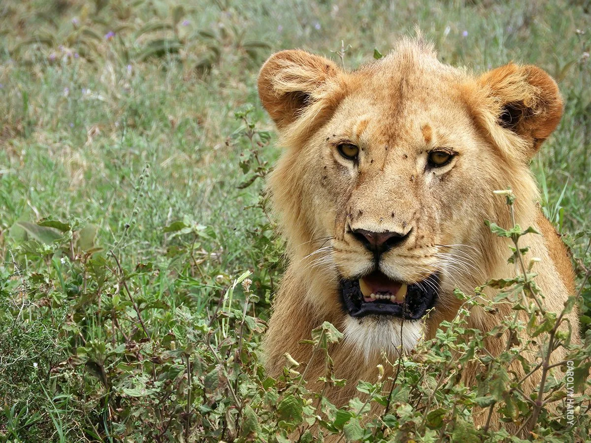 Young male lion with a short mane resting in green grass