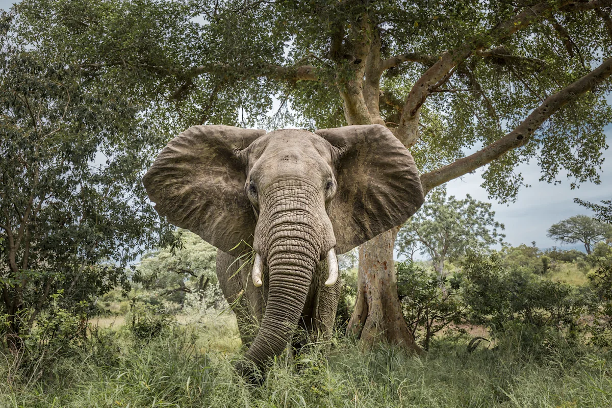 African elephant facing the camera with its large ears spread wide under a tree
