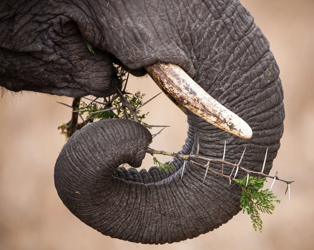 Close-up of an elephant's curled trunk holding a thorny acacia branch beside its tusk