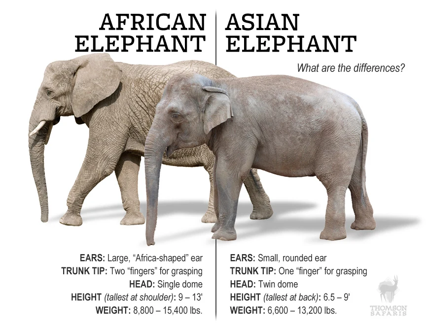 Infographic comparing African and Asian elephants: ears, trunk tip, head, height and weight