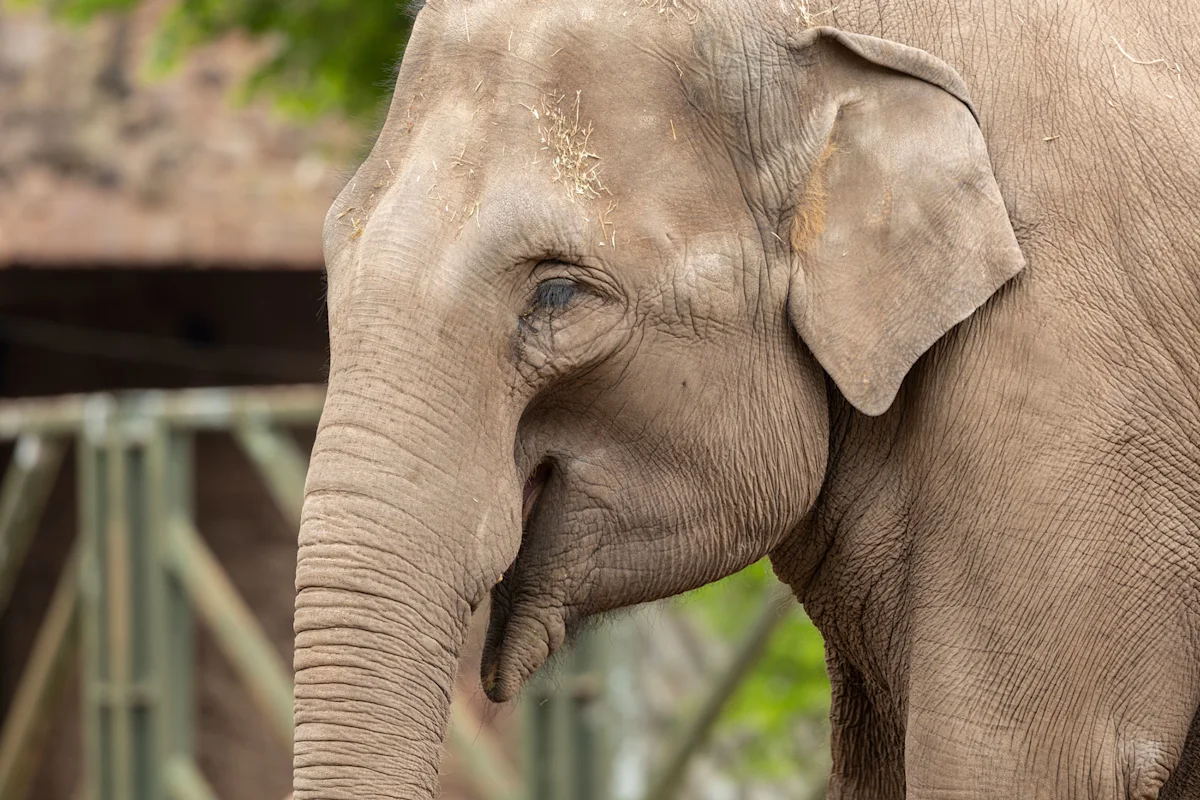 Side view of an Asian elephant's head showing its small rounded ear