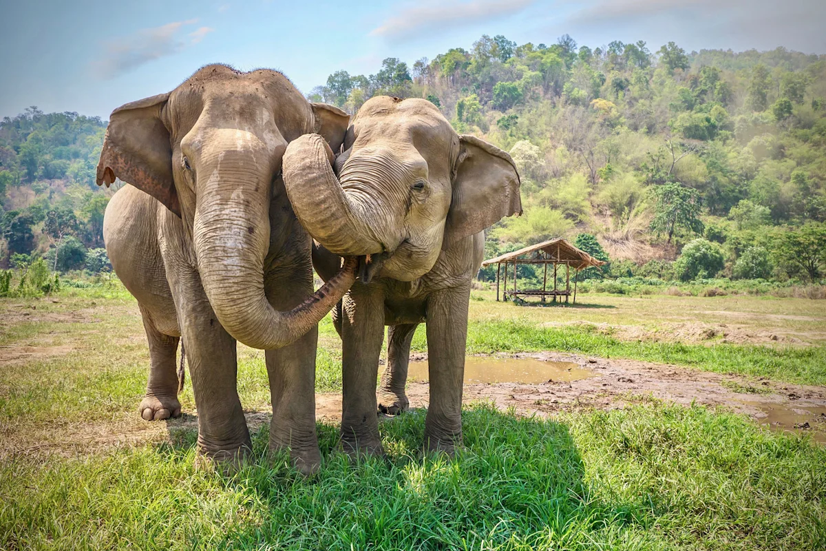 Two Asian elephants standing together on grass, one resting its trunk on the other