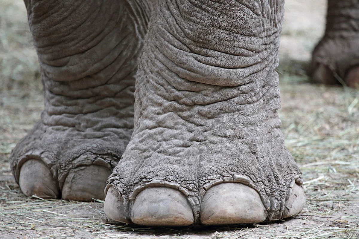 Close-up of an elephant's wrinkled feet and toenails
