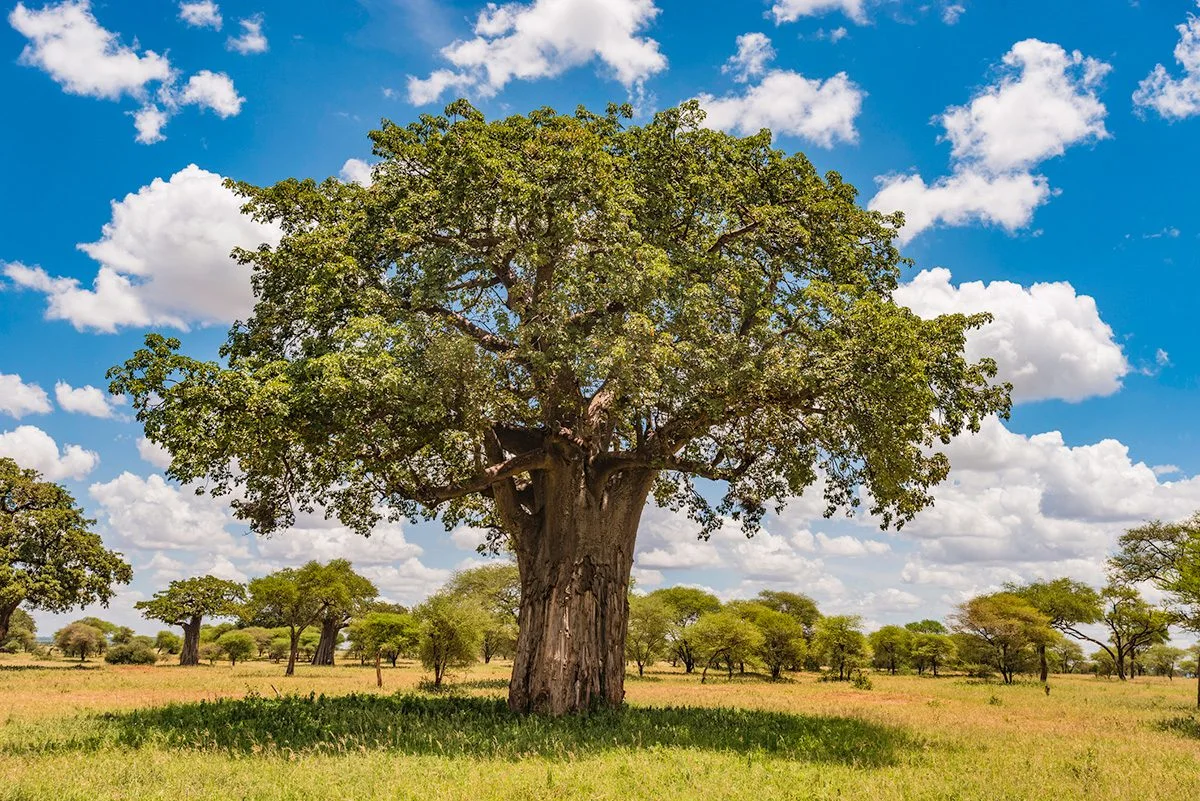 Large baobab tree in green grassland under a blue sky with white clouds in Tarangire