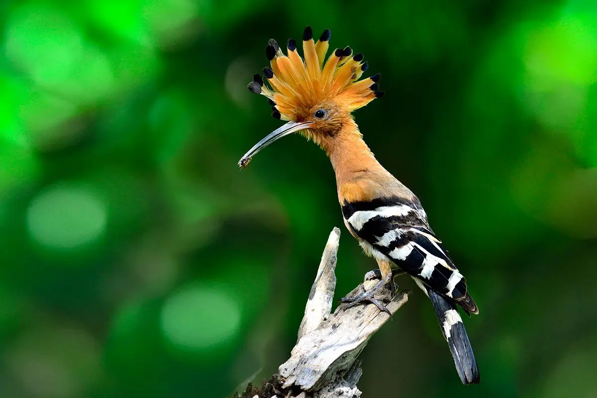 Hoopoe with its orange crest raised, perched on a dead branch