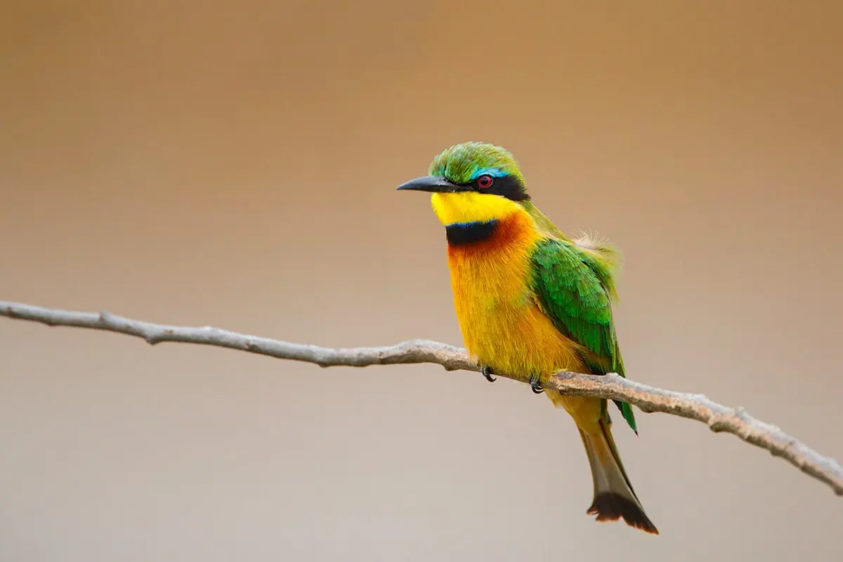 Little bee-eater perched on a thin branch
