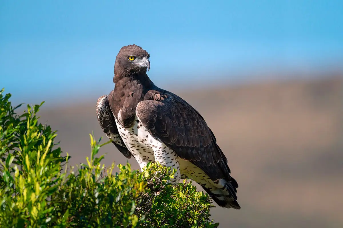 Martial eagle perched on top of a bush