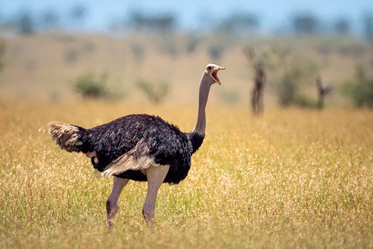 Male ostrich with its beak open walking through golden grass