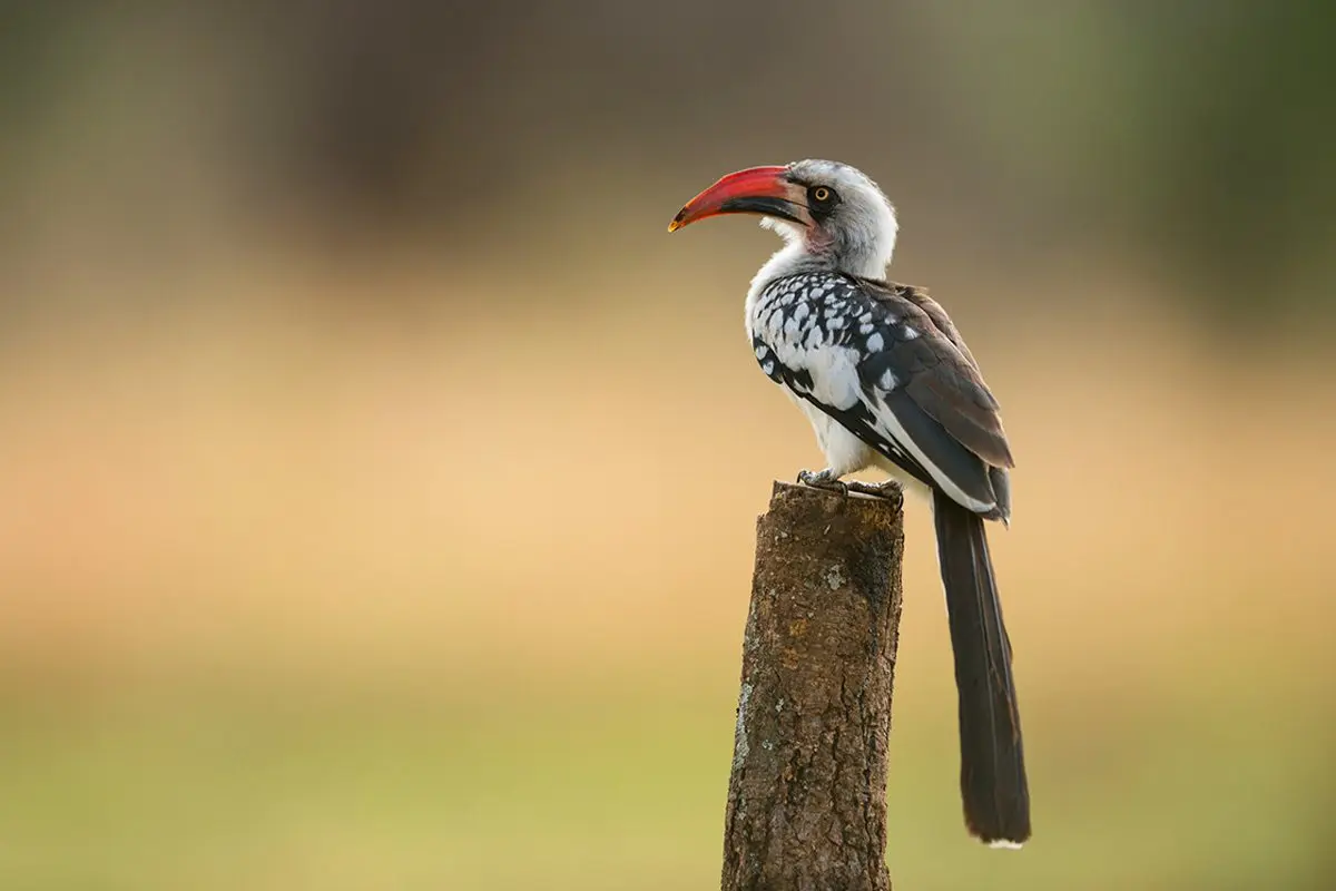 Red-billed hornbill perched on top of a wooden post