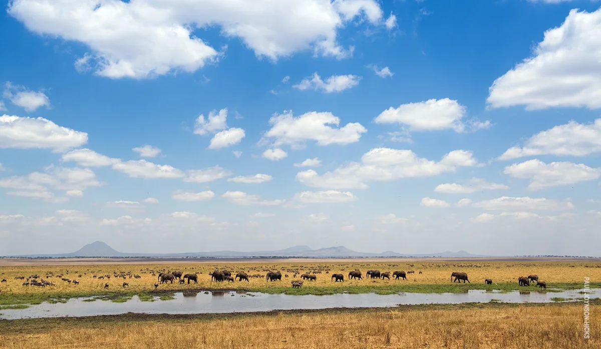 Herd of elephants walking along the water at Silale Swamp in Tarangire National Park