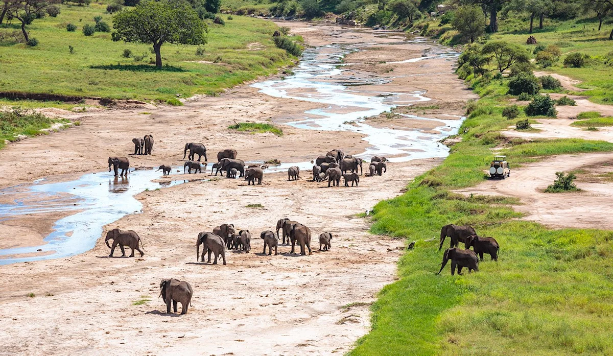 Herds of elephants on the sandy bed of the Tarangire River with a safari vehicle nearby
