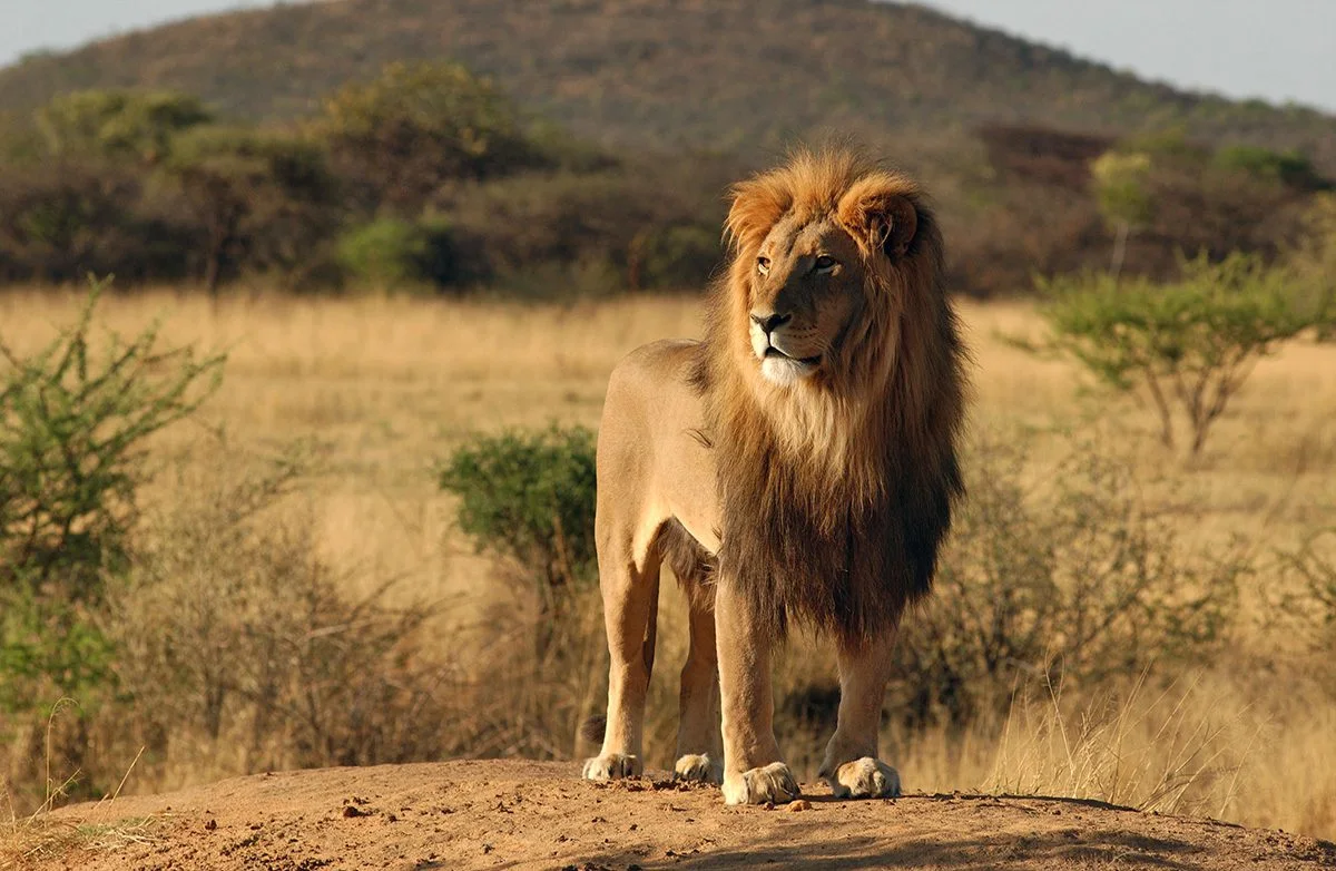 Male lion with a full mane standing on a mound in golden grassland