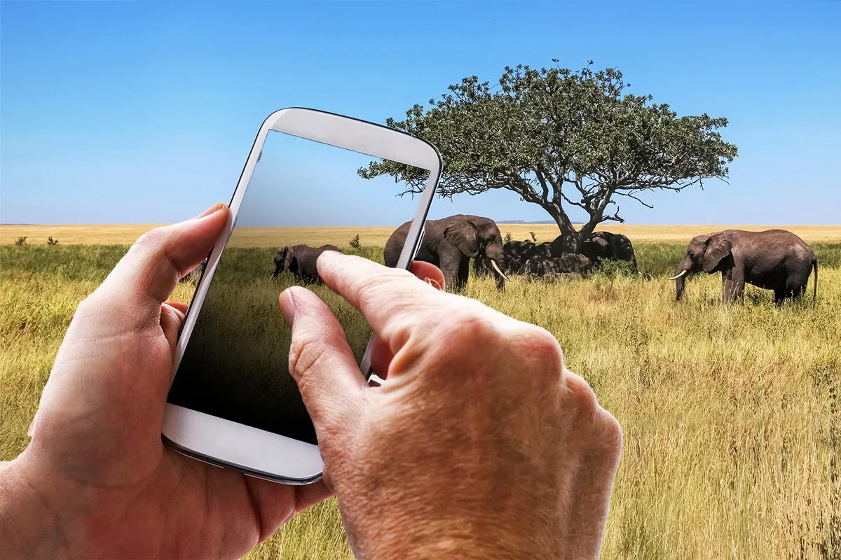 Hands using a smartphone to photograph elephants under a tree on the savanna