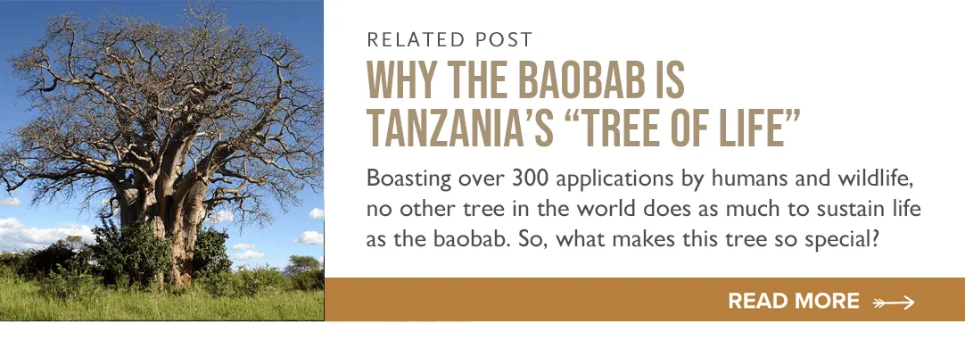 Related post: Why the Baobab Is Tanzania's "Tree of Life," with a photo of a baobab tree