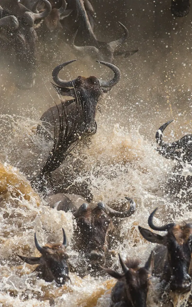Wildebeest plunging through splashing water during a river crossing