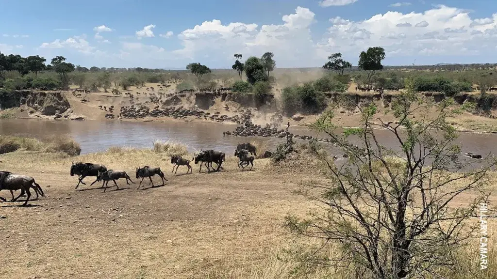 Wildebeest running along the riverbank toward a crossing point