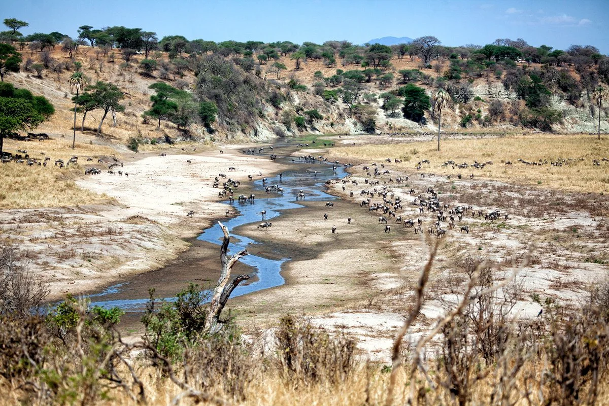 Herds of wildlife gathered along the nearly dry Tarangire River in the dry season