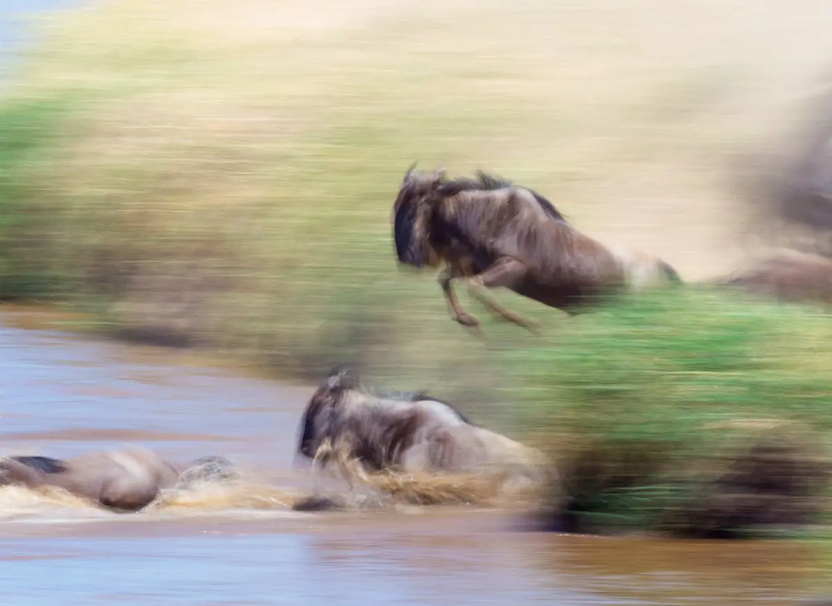 Motion-blurred wildebeest leaping through the water during a river crossing