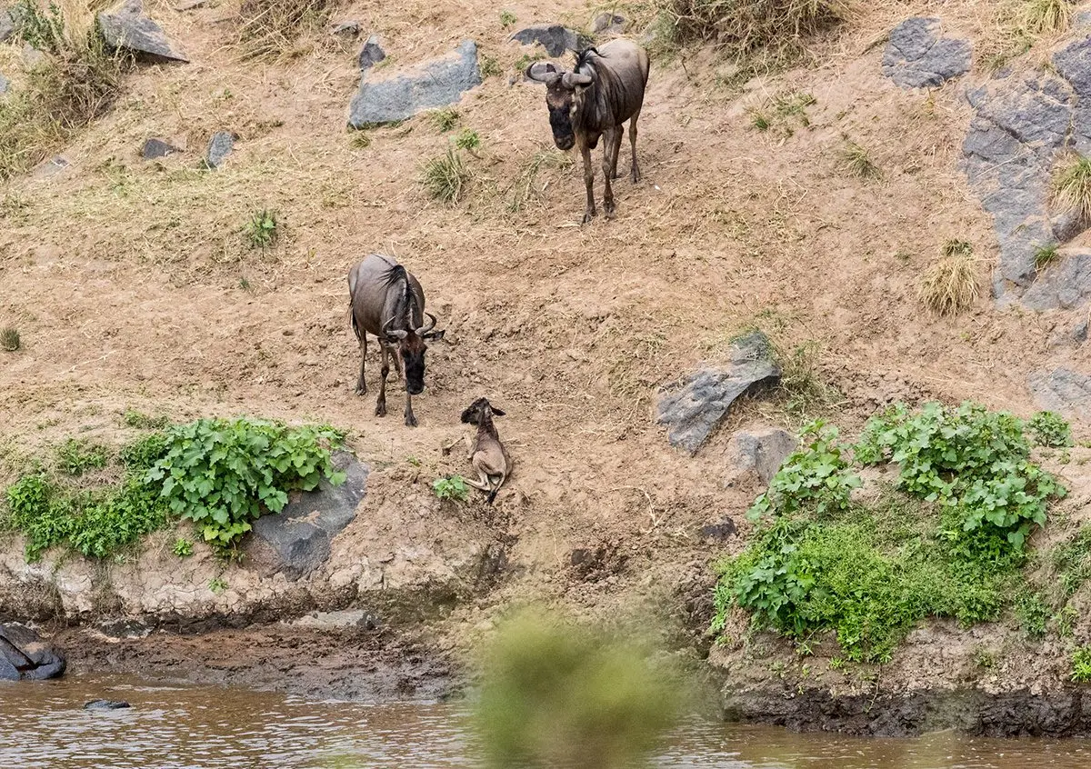 Wildebeest and a young calf climbing a steep, rocky riverbank