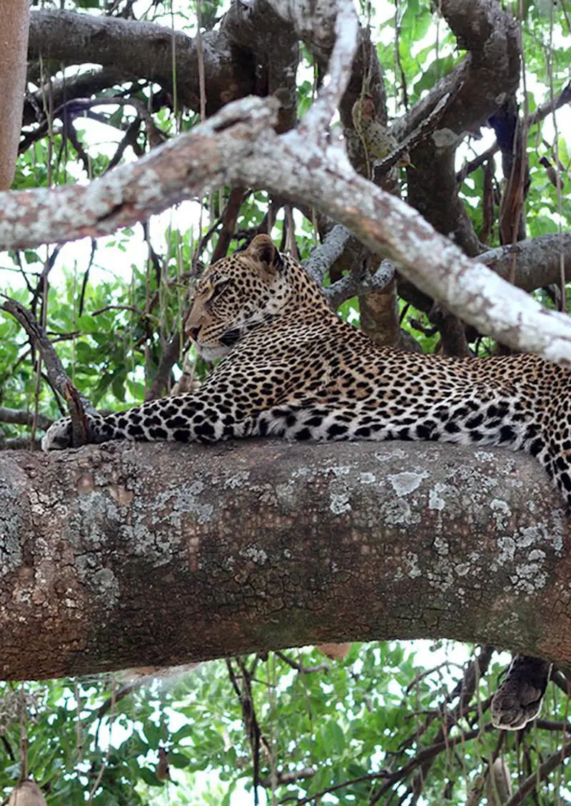 Leopard lying along a thick tree branch looking out