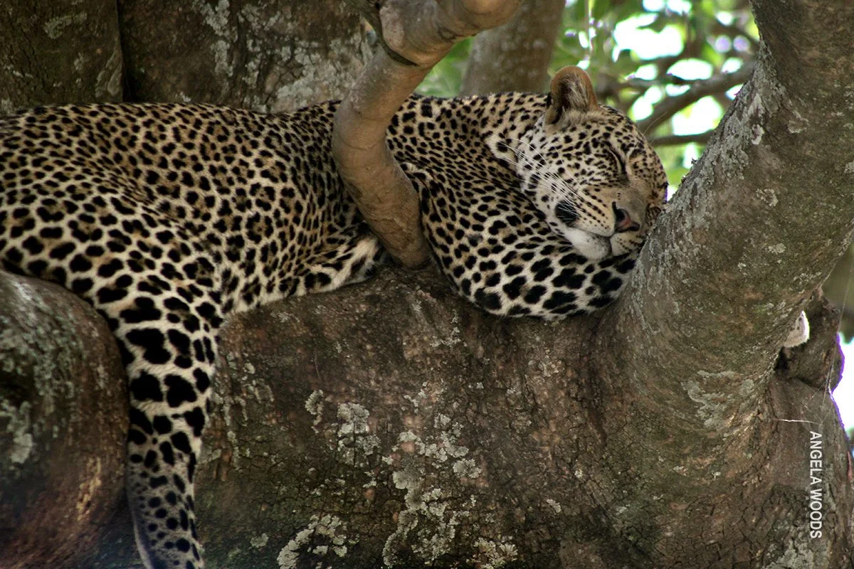 Leopard sleeping draped over a tree branch