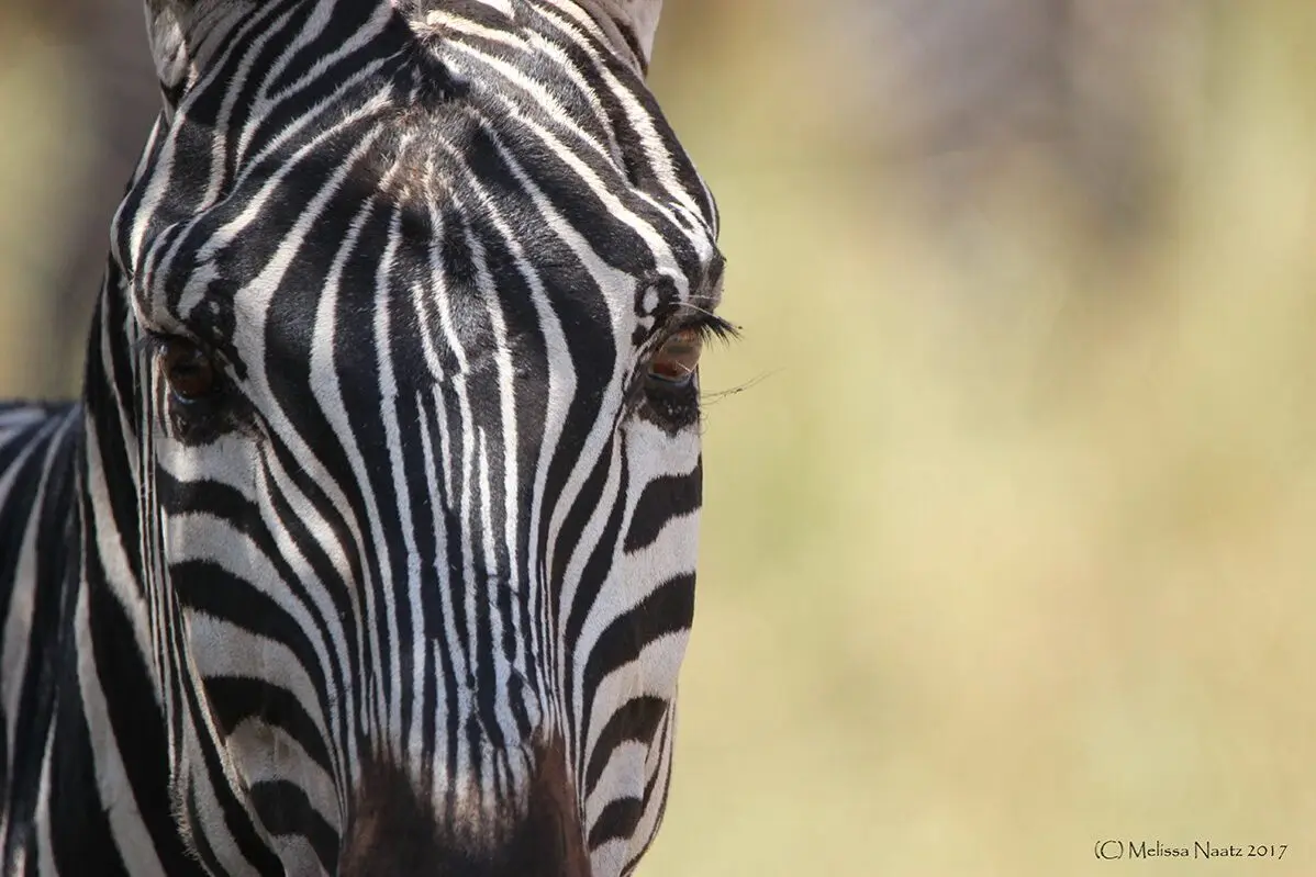 zebra closeup in serengeti