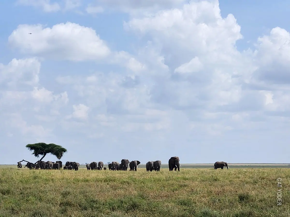 Line of elephants walking across the open Serengeti plains under a cloudy sky