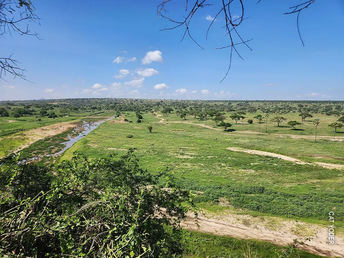 Green valley with a winding river and scattered trees in Tarangire National Park