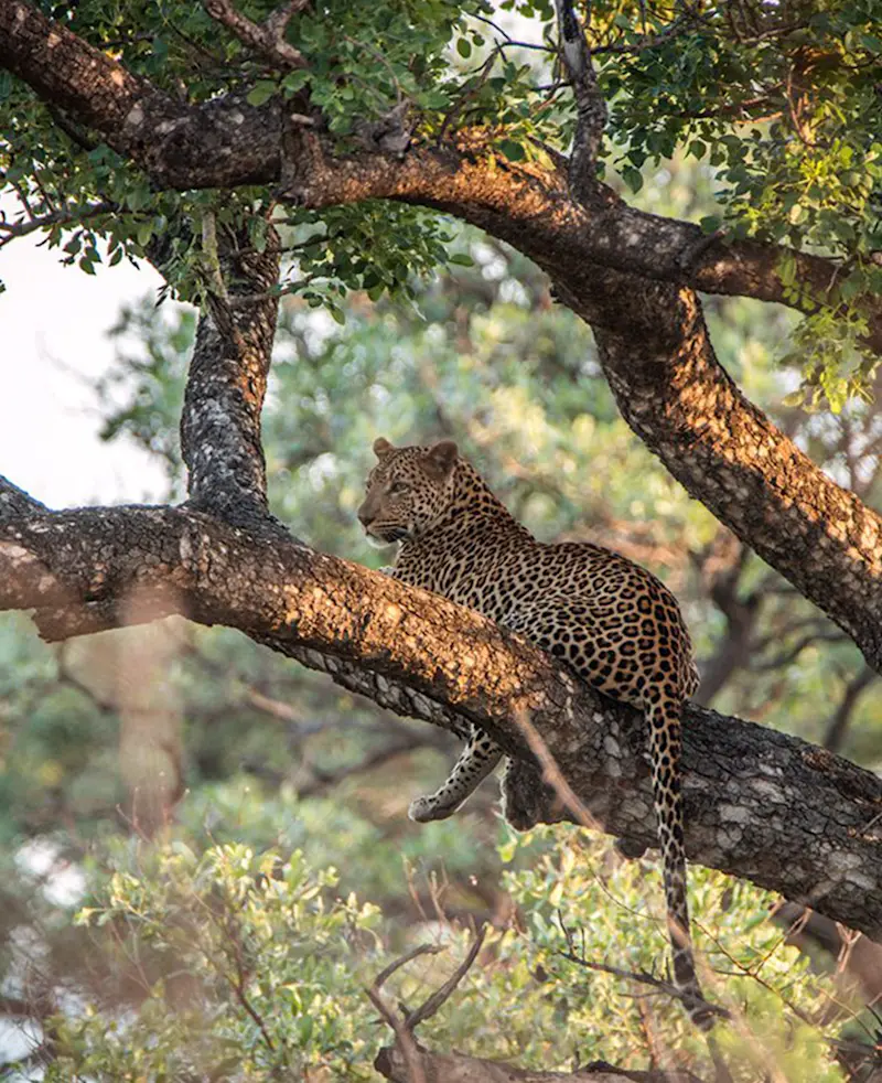 Leopard resting on a large tree branch in warm evening light
