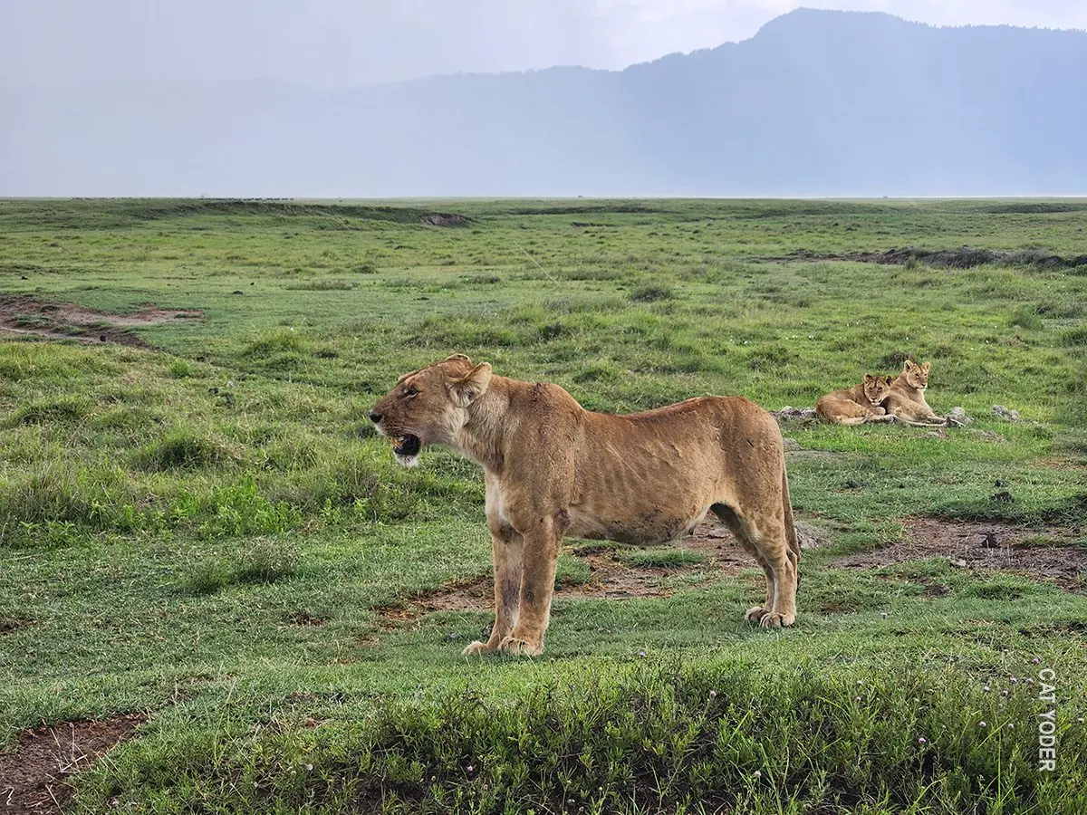 Lioness standing on green grass with cubs resting behind her in Ngorongoro Crater
