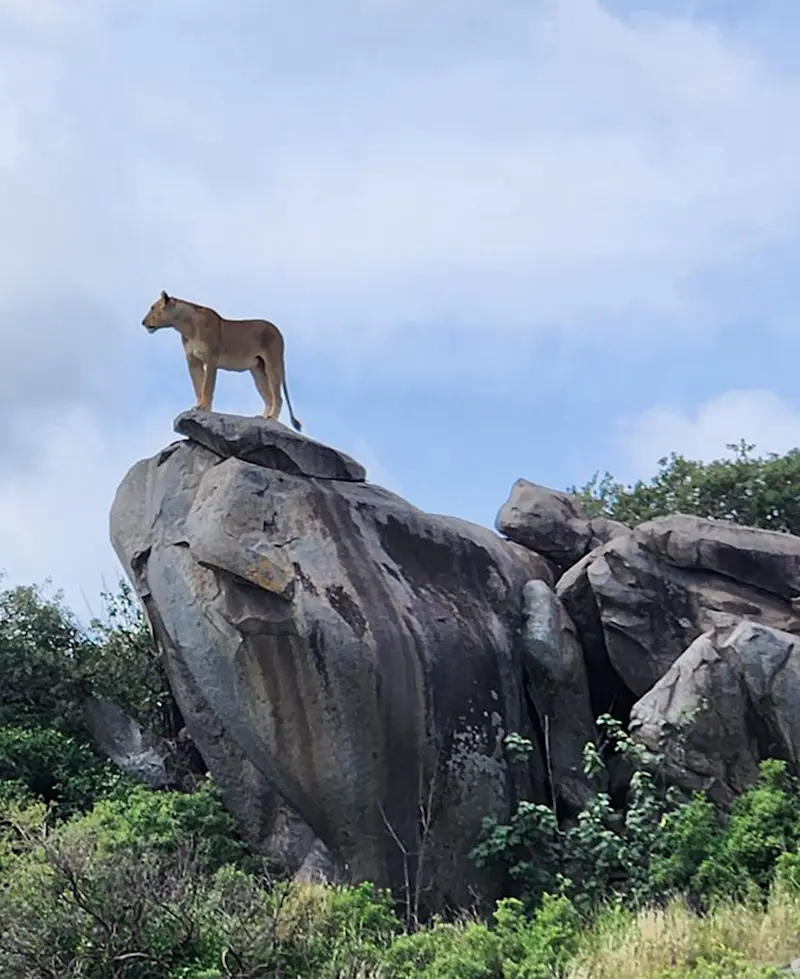 Lioness standing on top of a tall granite kopje against a cloudy sky
