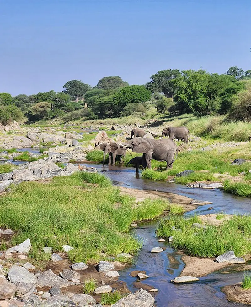 Elephants drinking from a rocky stream in Tarangire National Park