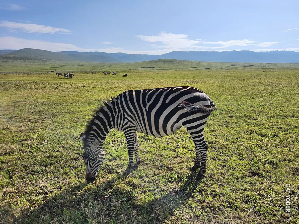 Zebra grazing on the Ngorongoro Crater floor with the crater wall behind