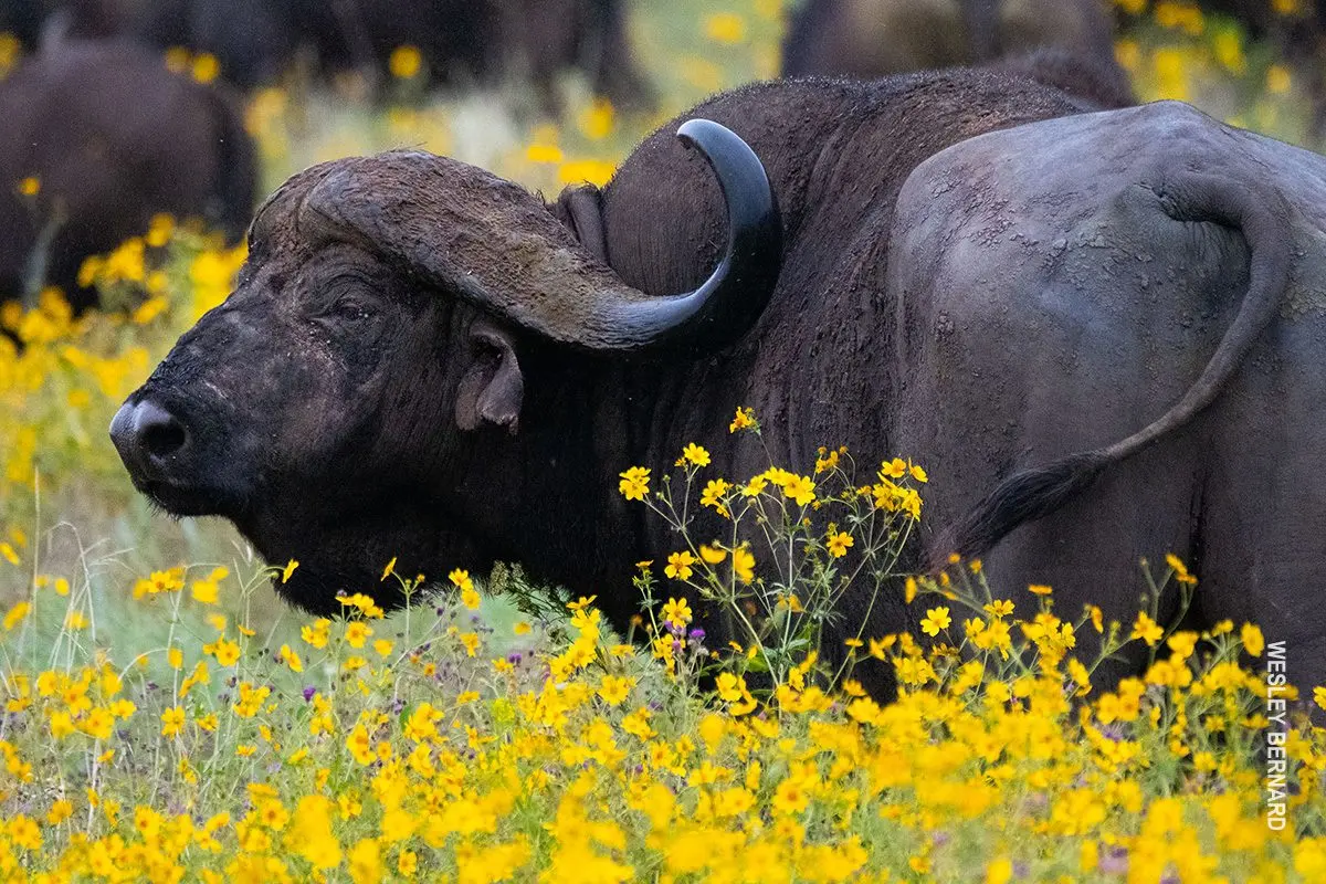 Cape buffalo resting among yellow wildflowers