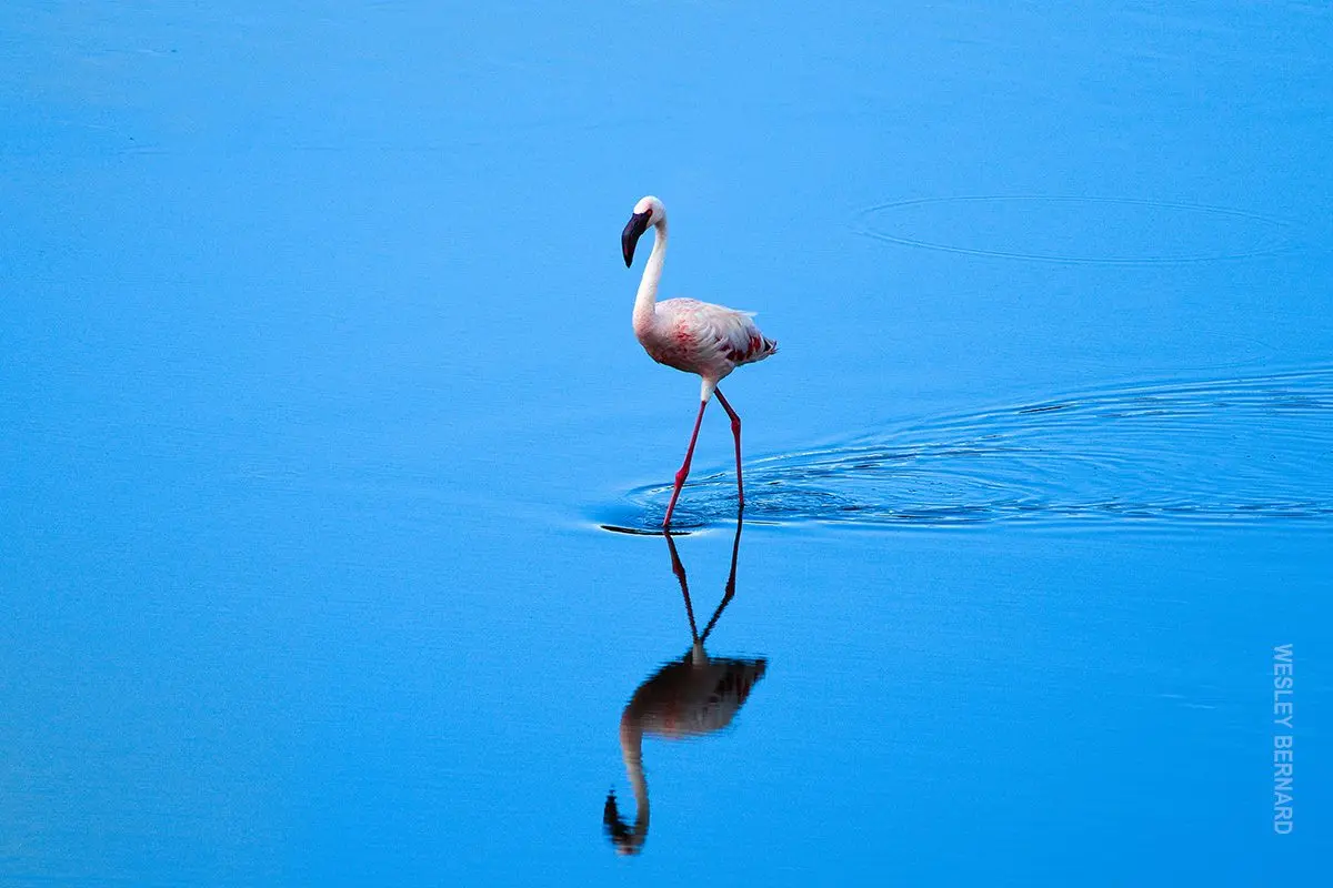Flamingo wading in still blue water with its reflection below