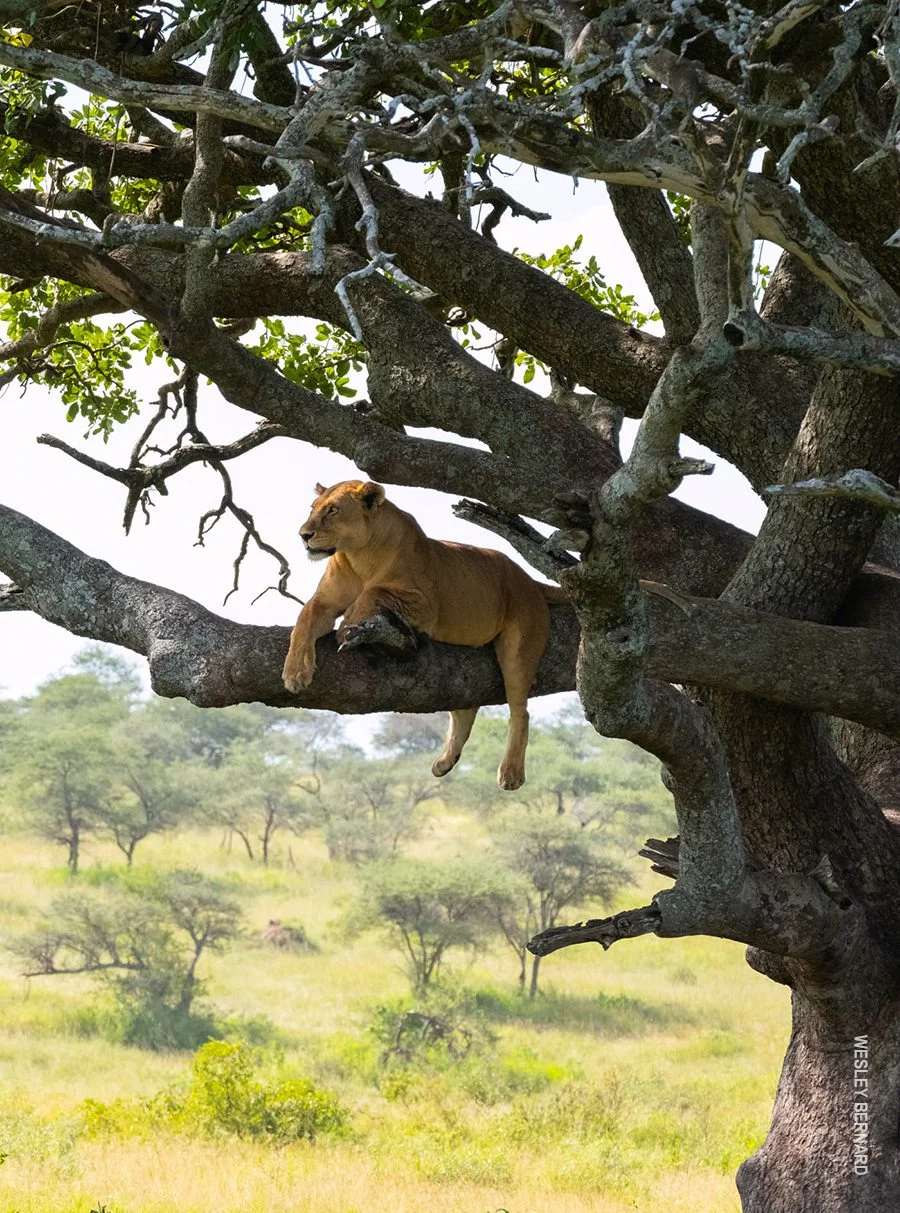 Lioness lounging on a branch of a large tree above grassland