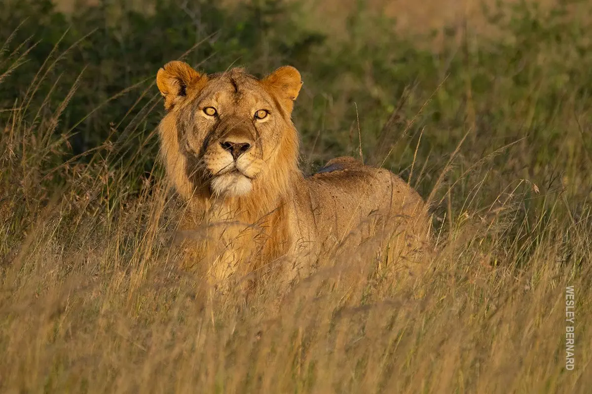Young male lion lying in tall golden grass