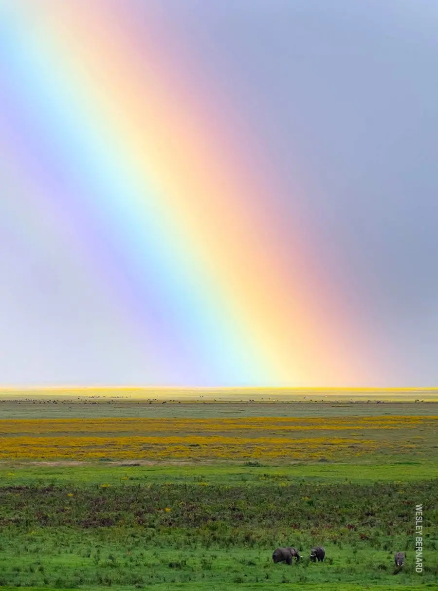 Rainbow arching over green plains with small elephants in the distance