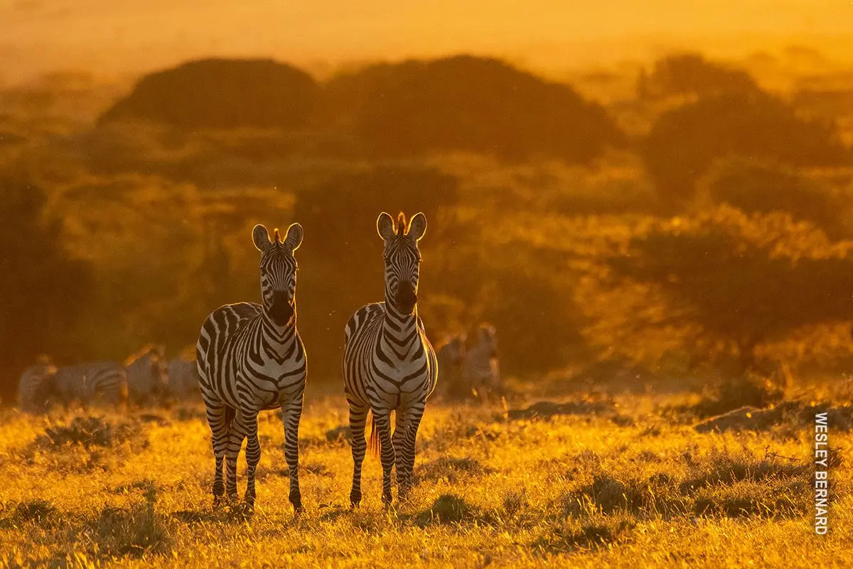 Two zebras standing in golden grass backlit by the setting sun