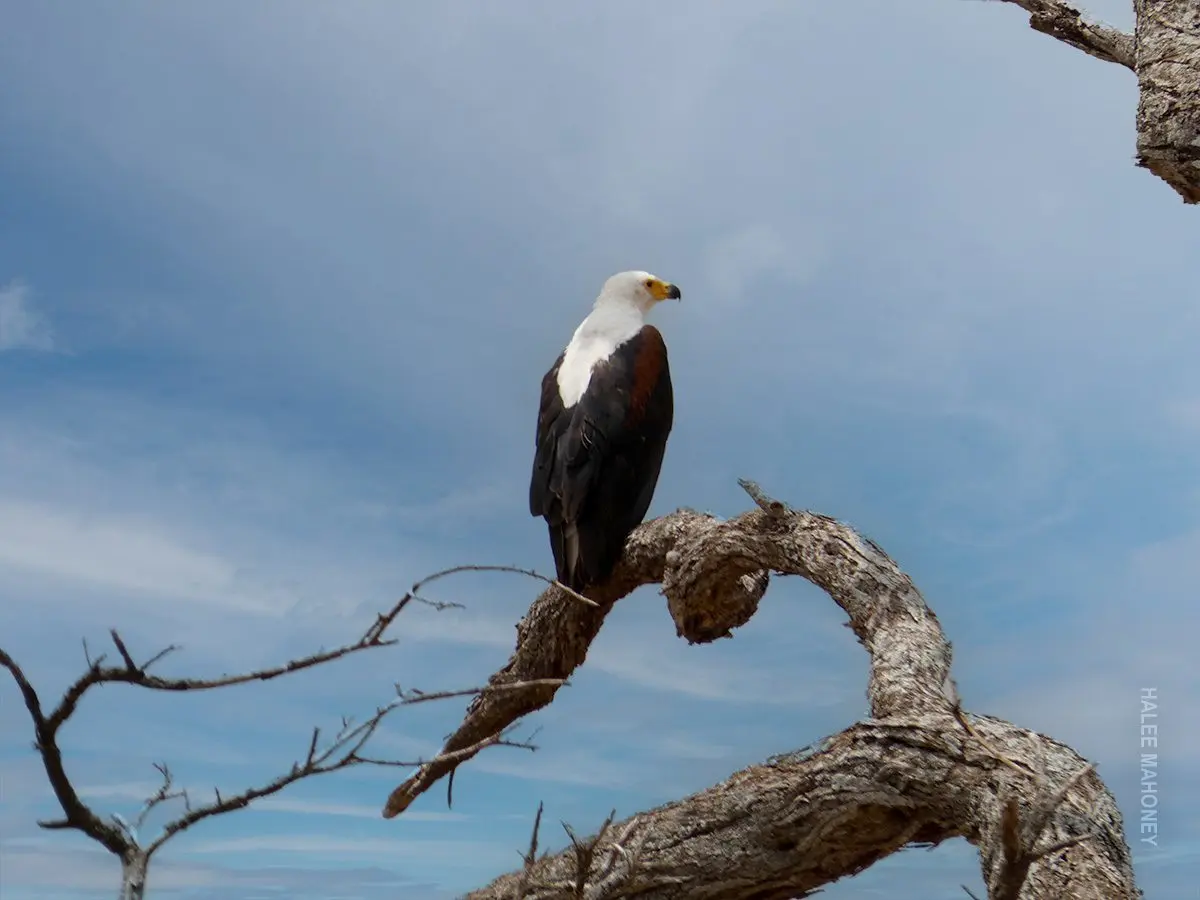 African fish eagle perched on a twisted dead branch