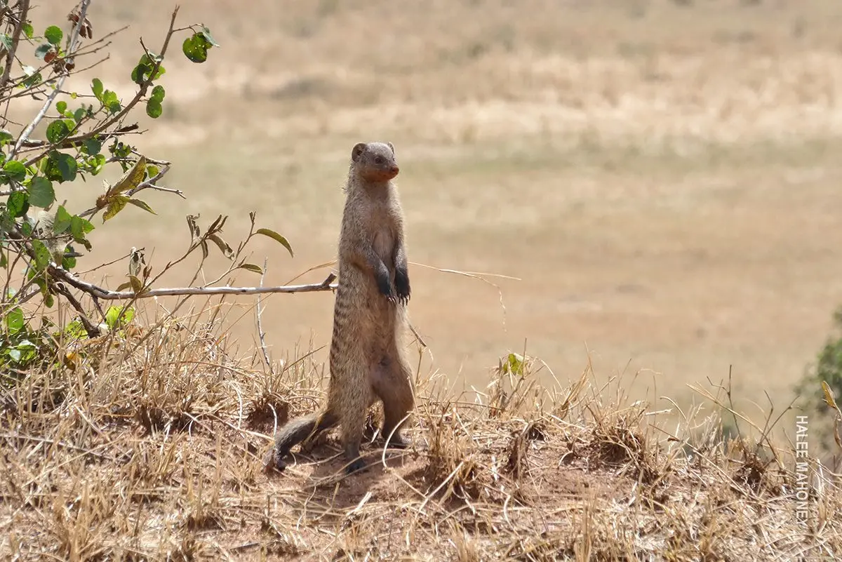 Banded mongoose standing upright on its hind legs in dry grass