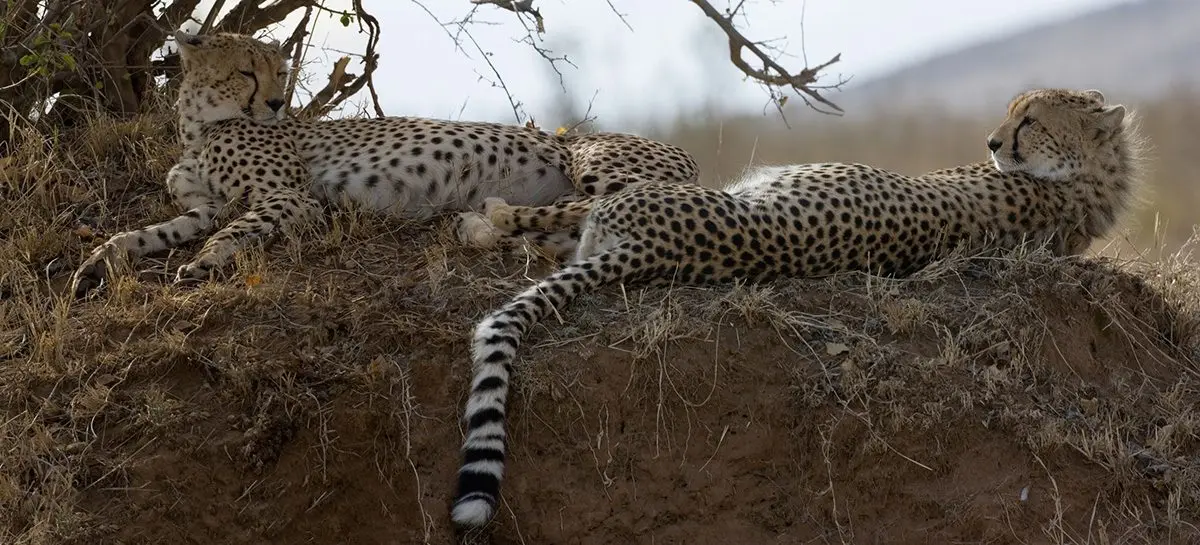 Two cheetahs lying on a grassy mound in the Serengeti