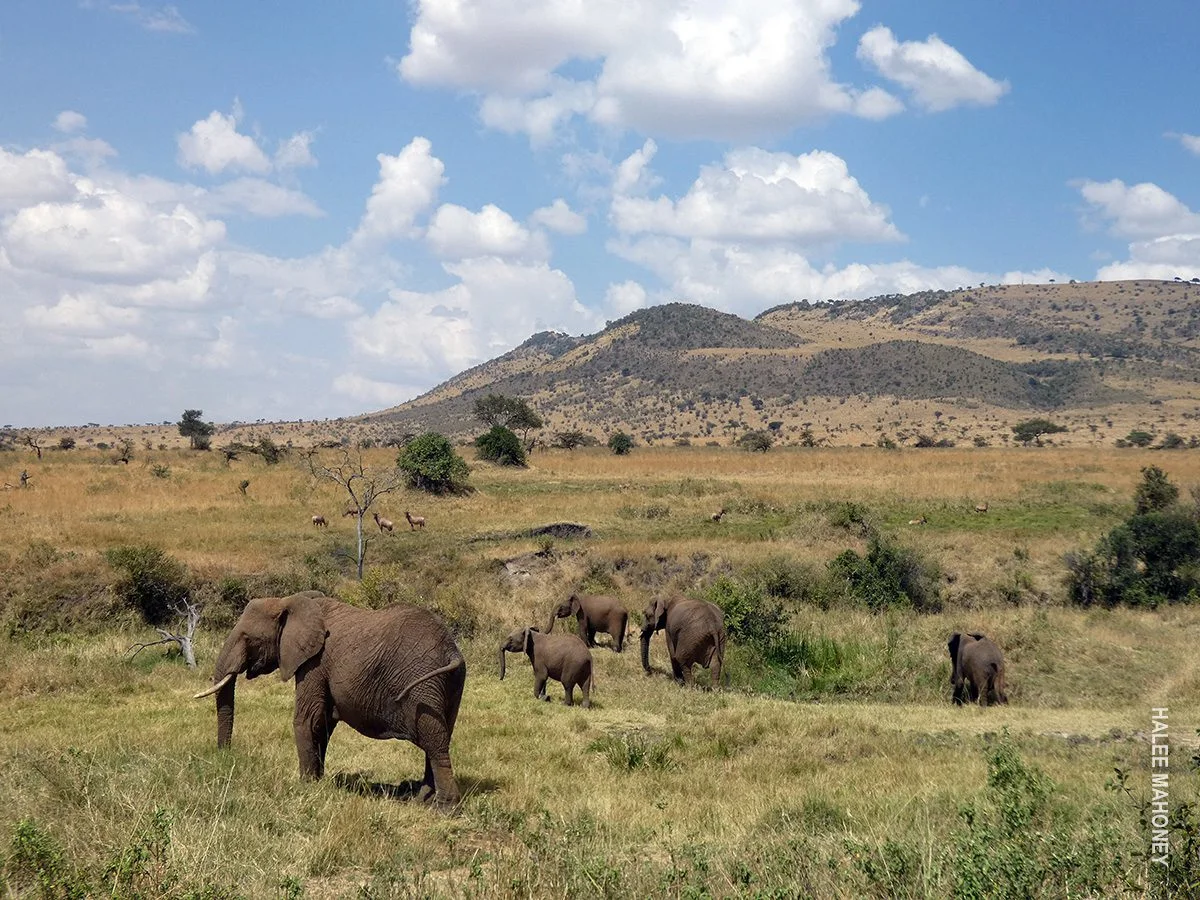 Elephant herd walking through golden grassland below rocky hills