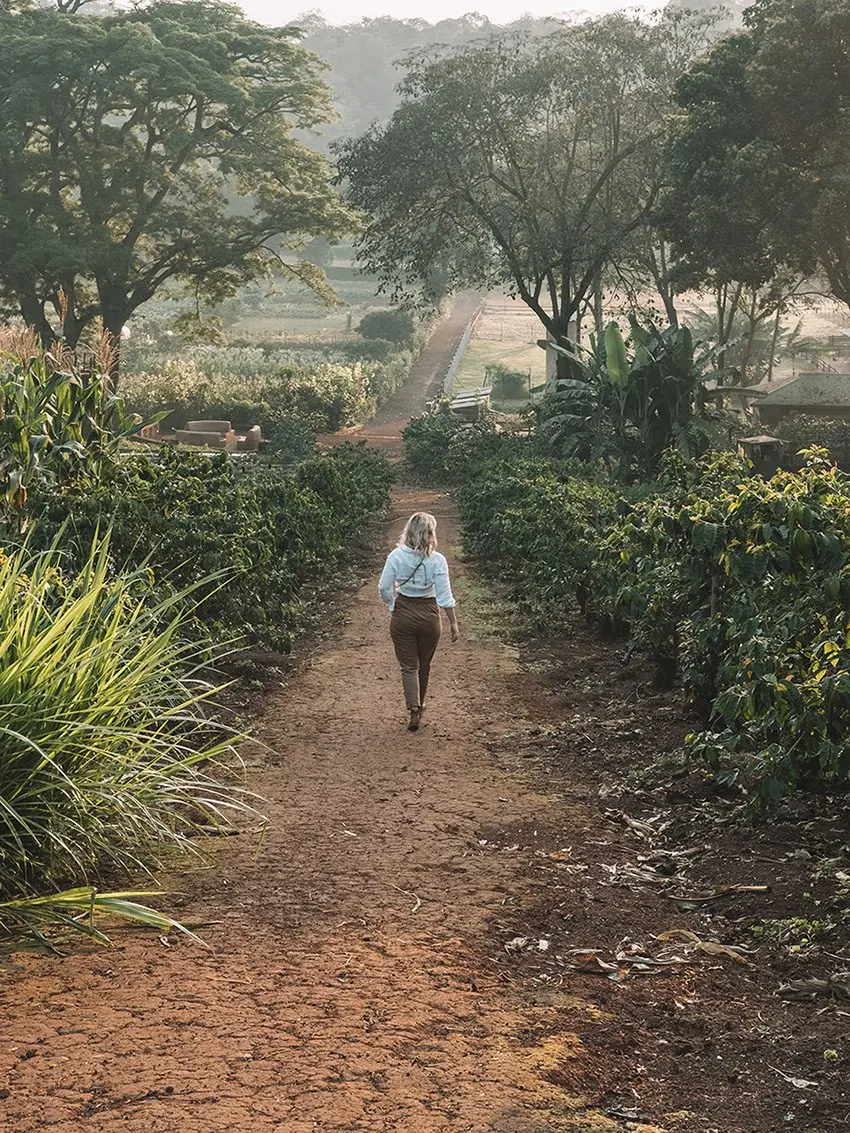 Guest walking along a dirt path between rows of coffee plants at Gibb's Farm