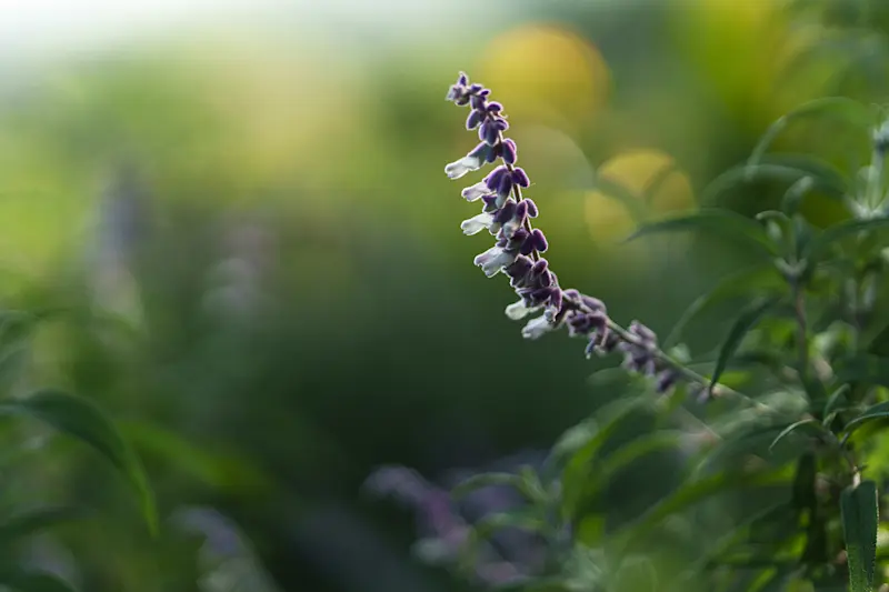 Close-up of a purple and white salvia flower spike in the Gibb's Farm garden
