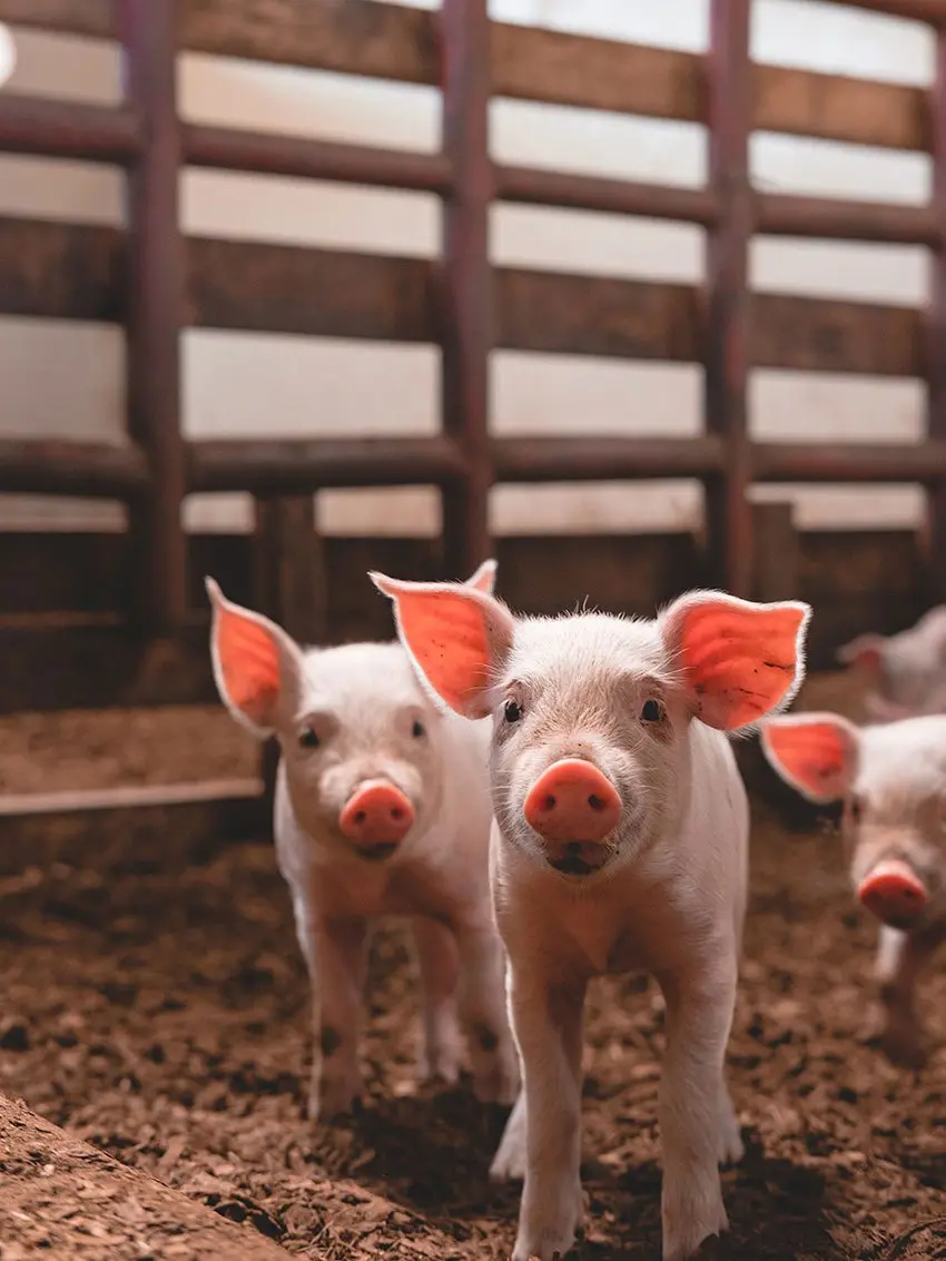 Piglets standing in a pen on the farm at Gibb's Farm