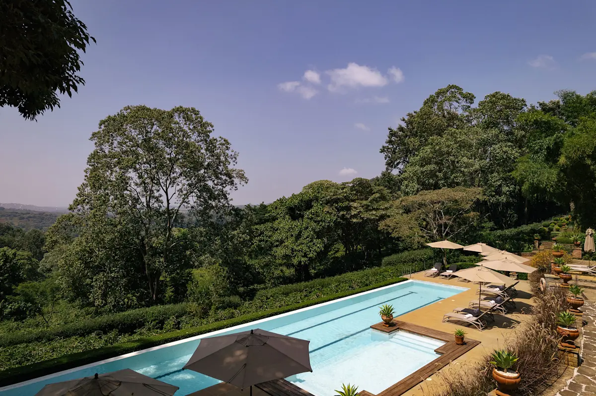 Long swimming pool with umbrellas overlooking the forest at Gibb's Farm
