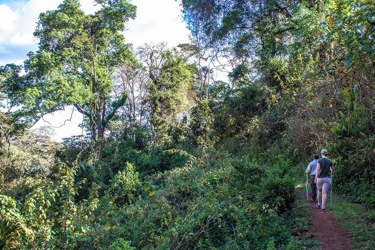 Two walkers on a forest trail during the elephant caves walk at Gibb's Farm